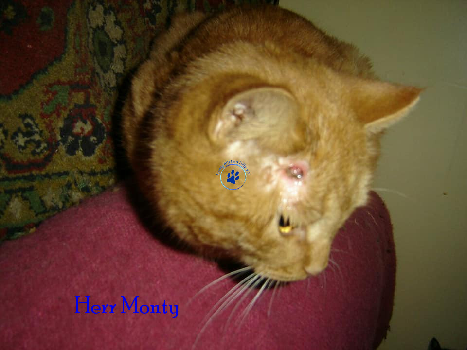 Soja/Katzen/Herr Monty/Herr Monty06mN.jpg